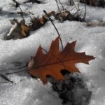 I giardini a Gennaio: consigli per la manutenzione